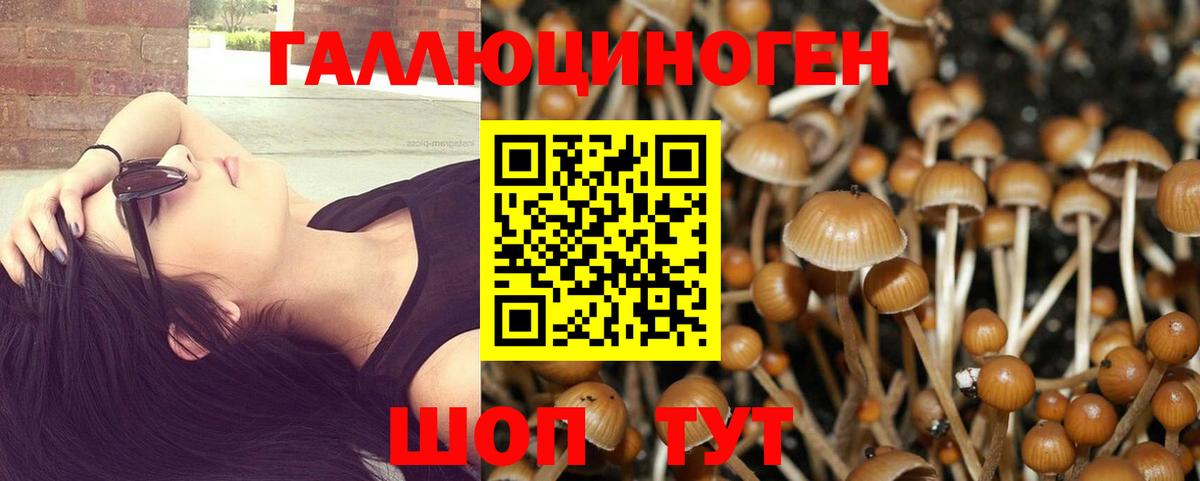 Псилоцибиновые грибы Psilocybe Топки